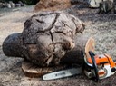 2 Burl cut off tree