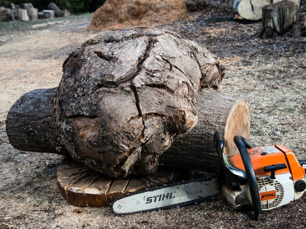 2 Burl cut off tree